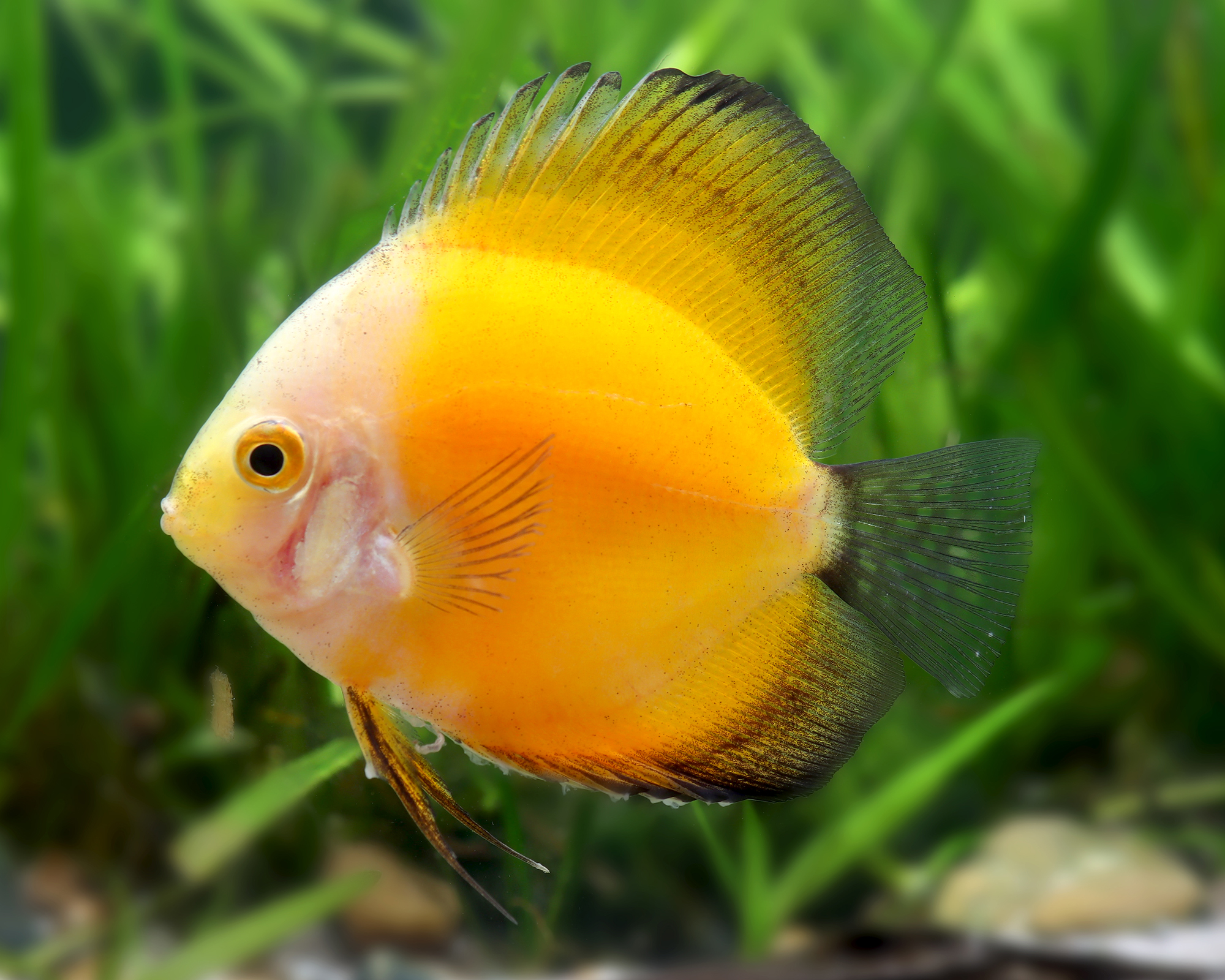 Discus (Symphysodon aequifasciatus) Care Guide